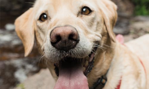 Pet travels Somerset